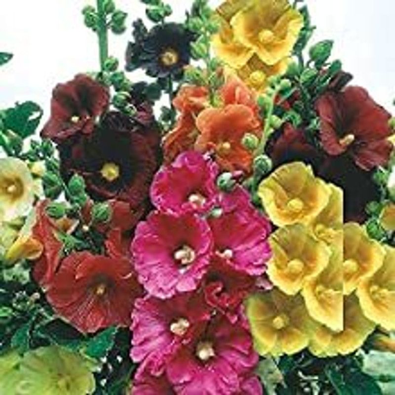 PMB Exotic tithonia Seed  (32 per packet)