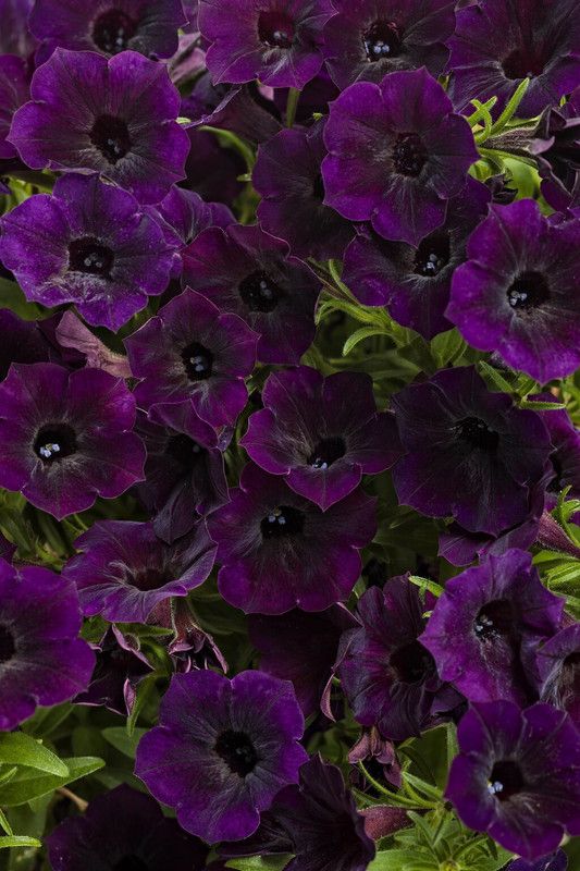 WHADE Midnight Petunia Seed  (150 per packet)