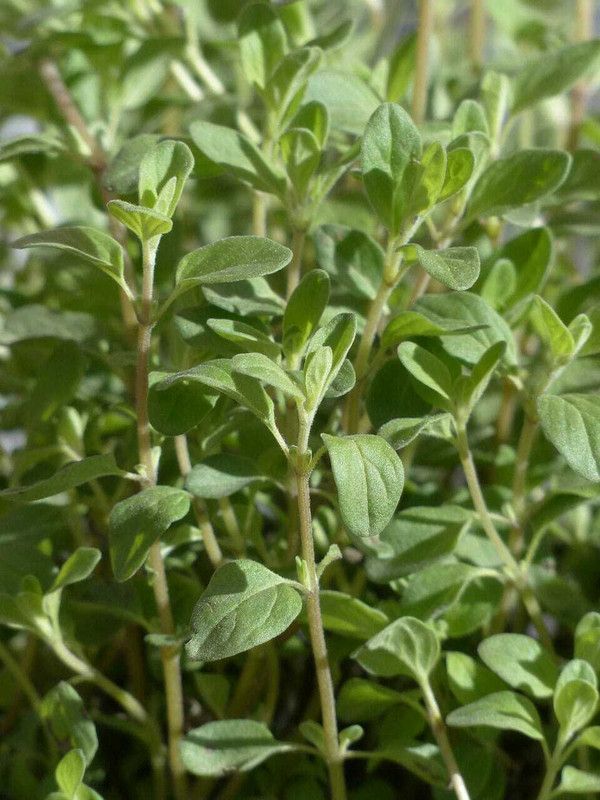 PMB Organic marjoram herb Seed  (39 per packet)