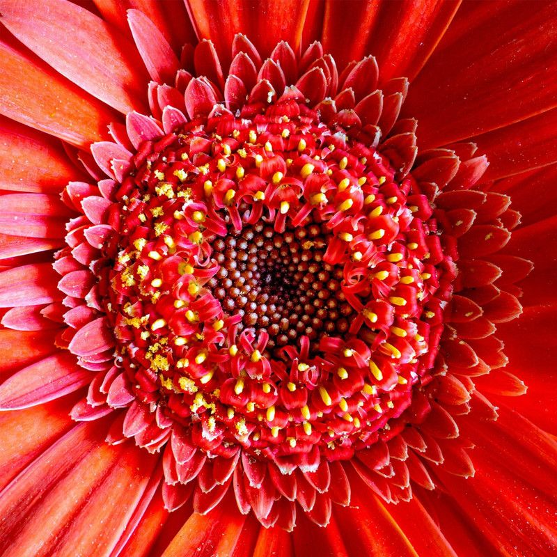 Mozette Exotic daisy red Seed  (31 per packet)