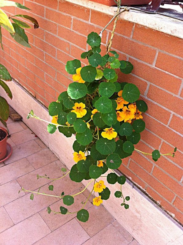 CYBEXIS Nasturtiums Hanging Coir Basket Hybrid Seeds Seed  (50 per packet)