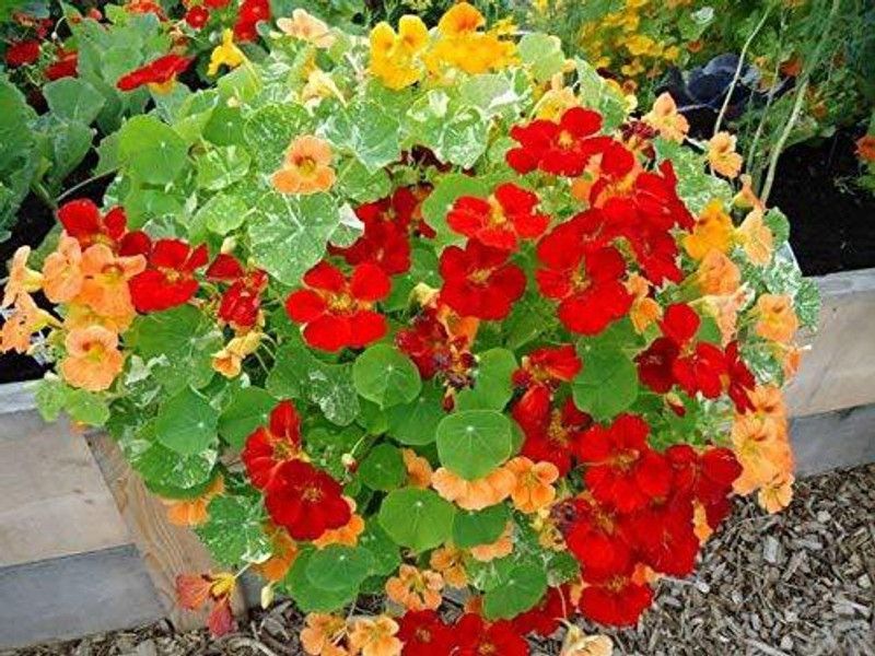 CYBEXIS Hybrid Nasturtium Flower Seeds Seed  (1 g)