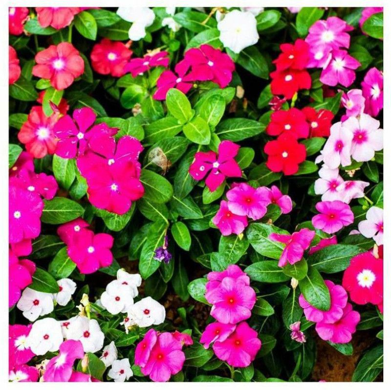 PMB Exotic geranium Seed  (34 per packet)