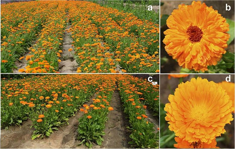 Mozette Exotic calendula Seed  (21 per packet)