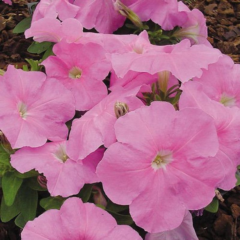 WHADE Mambo Sweet Pink Petunia Seed  (70 per packet)