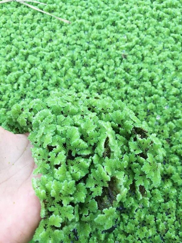 Treepoint Azolla Seed  (30 per packet)