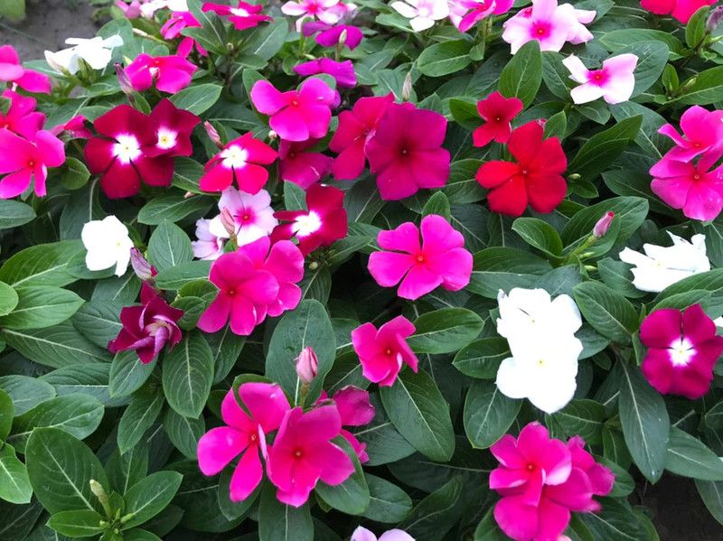 Nodoc Exotic geranium Seed  (24 per packet)