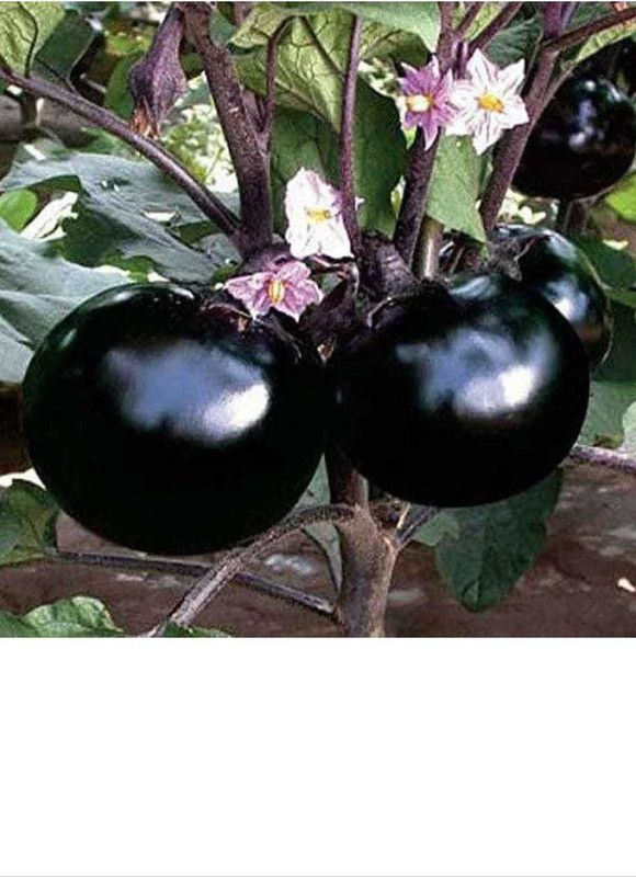 CELEBSHINE Bengan Seed  (100 per packet)