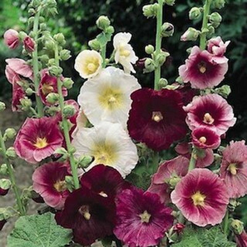 Mozette Exotic holly hock Seed  (32 per packet)