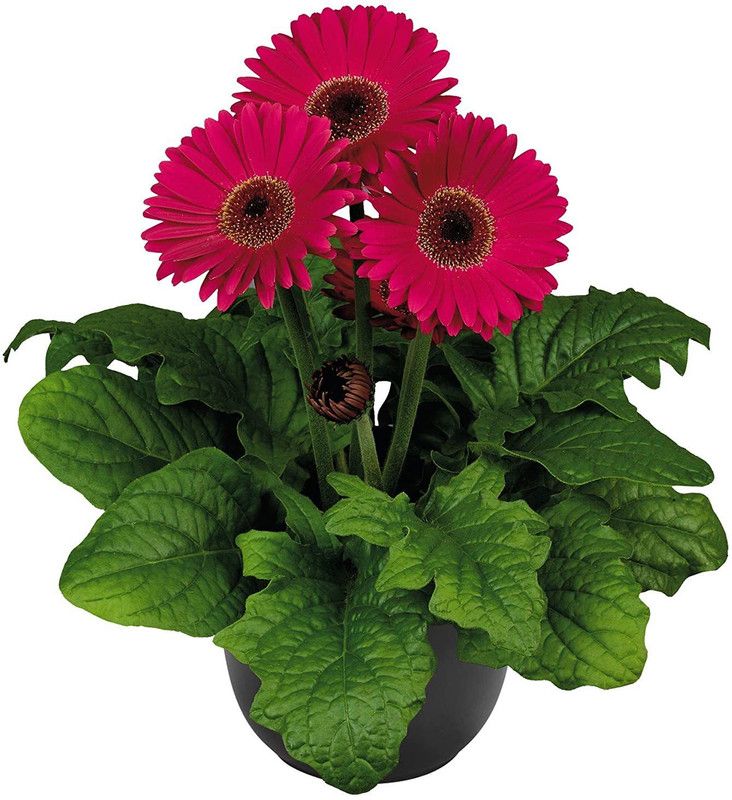 CYBEXIS Gerbera jamesonii Flori Line Maxi Lilac Pink Gerbera Daisy Seed  (50 per packet)