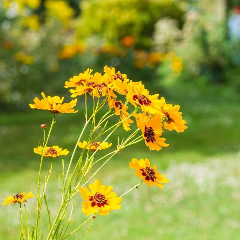 Mozette Coreopsis flower Seed  (38 per packet)