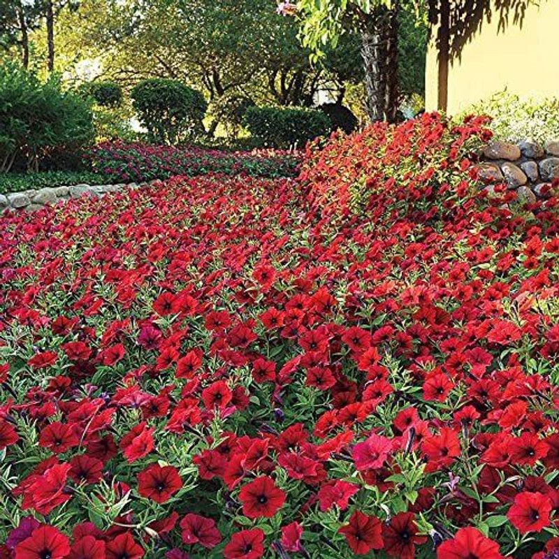 VibeX HUA-31 - Hybrid Tidal Wave Red Velour Petunia - (540 Seeds) Seed  (540 per packet)