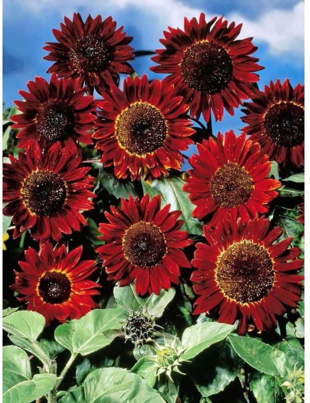 KANAYA Sunflower Seeds for Gardening, Balcony Gardening Seed  (50 per packet)