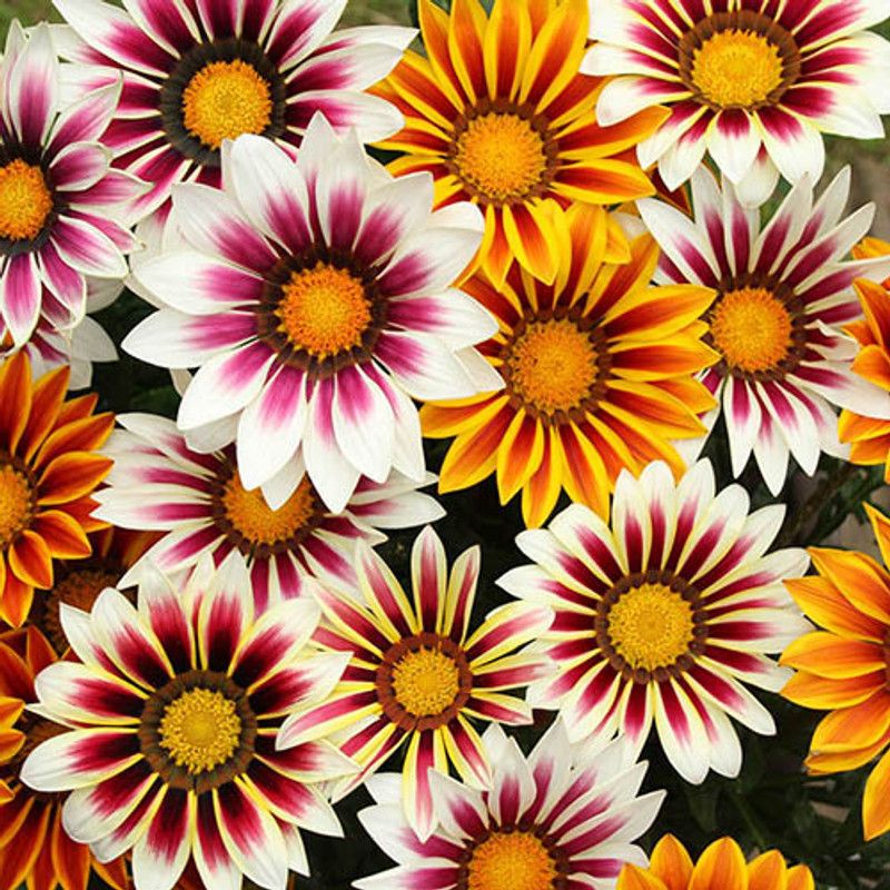 PMB Exotic gazania Seed  (39 per packet)