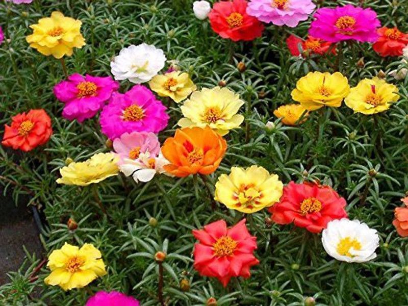 CYBEXIS Portulaca Seeds Flower Seeds For Rainy Season Mix Seed  (50 per packet)
