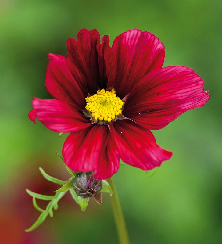 Mozette Exotic comos Seed  (39 per packet)