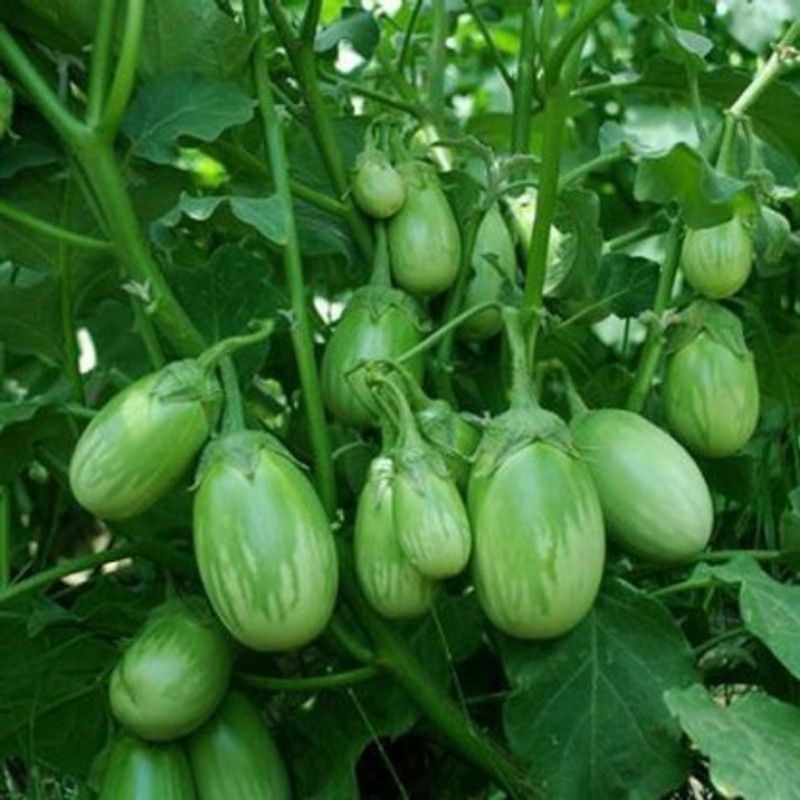 Nodoc Organic Brinjal green round Seed  (28 per packet)