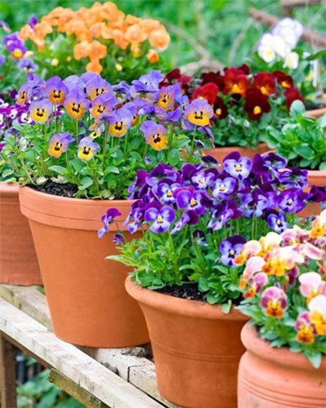 CYBEXIS Pansy Flower Seeds Gaint Seeds Seed  (50 per packet)
