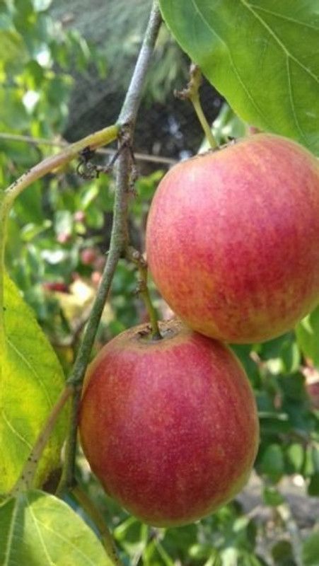 InGreen Ber Apple Plant  (Hybrid, Pack of 1)