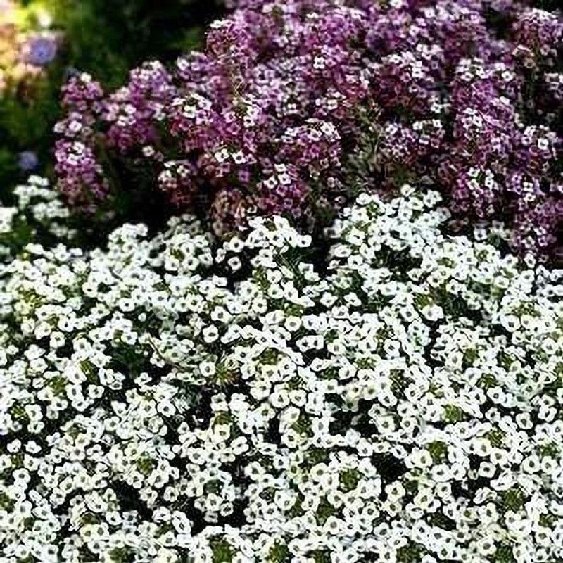 CYBEXIS Lobularia maritima, Sweet Alyssum Seed  (50 per packet)