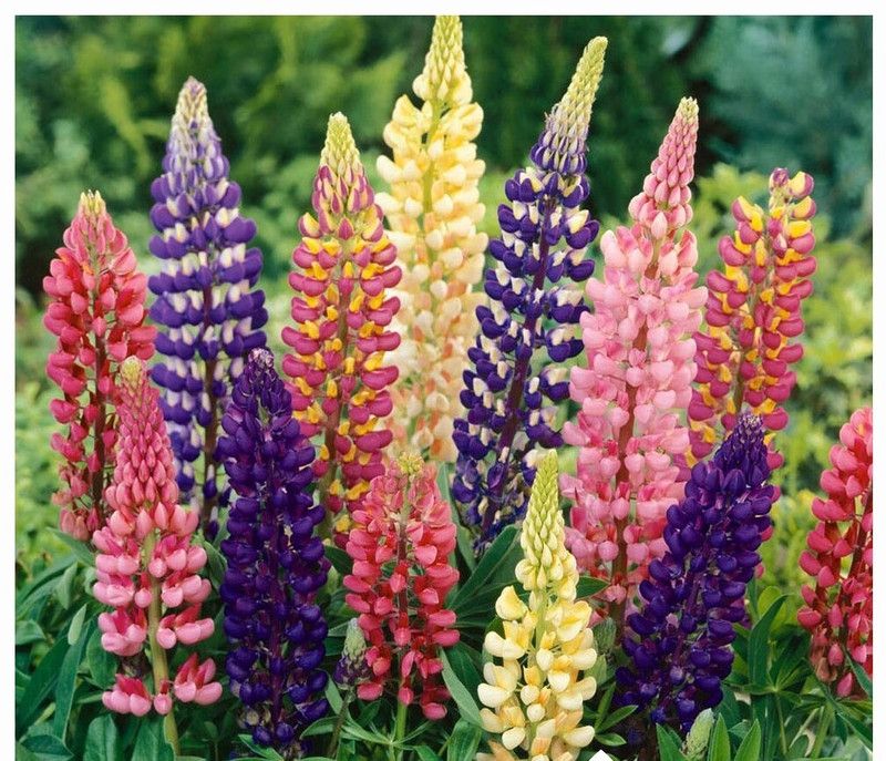 CWAN ORGANIC Russell's Hybrids Mix LUPIN Seed  (30 per packet)