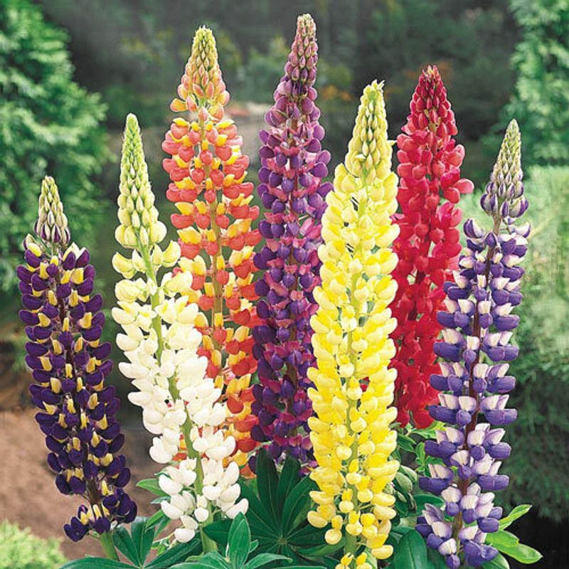 CWAN Lupin Lupinus Mix Flower Seed  (30 per packet)
