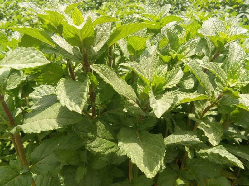 PMB Organic Pudina Seed  (32 per packet)
