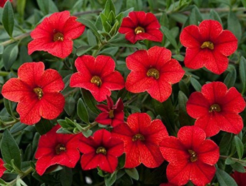 ario Petunia-Snowball Hybrid Flower Seed  (14 per packet)