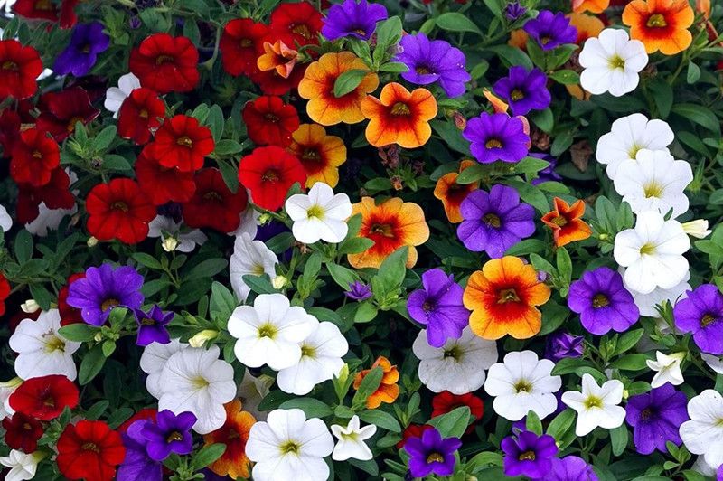 ario Petunia-Scarlet Red Flower Seed  (64 per packet)
