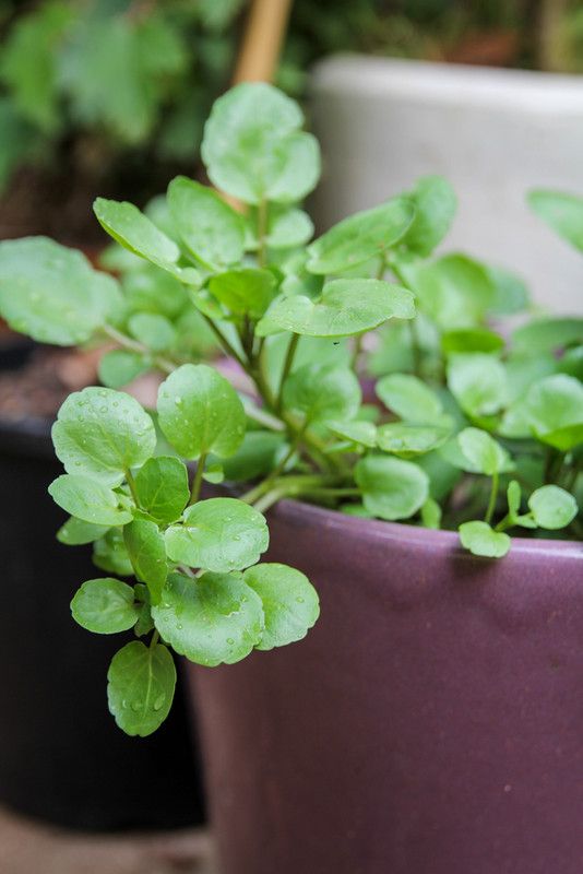 Mozette Organic water cress herb Seed  (34 per packet)