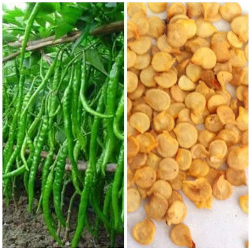 KANAYA Chilli Seed  (50 per packet)