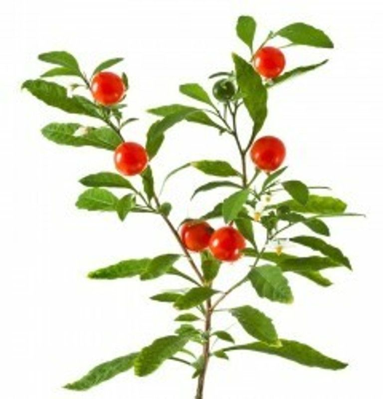 Mozette Organic ashwagandha herb Seed  (24 per packet)