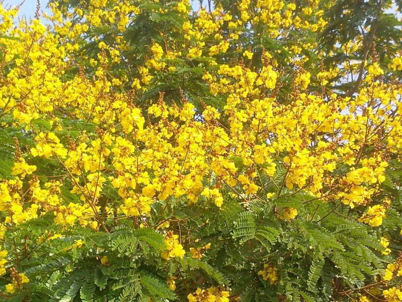 LYRS Gulmohar Dwarf (Yellow) Flower Seed For Home Planting - 50 Seed  (25 per packet)