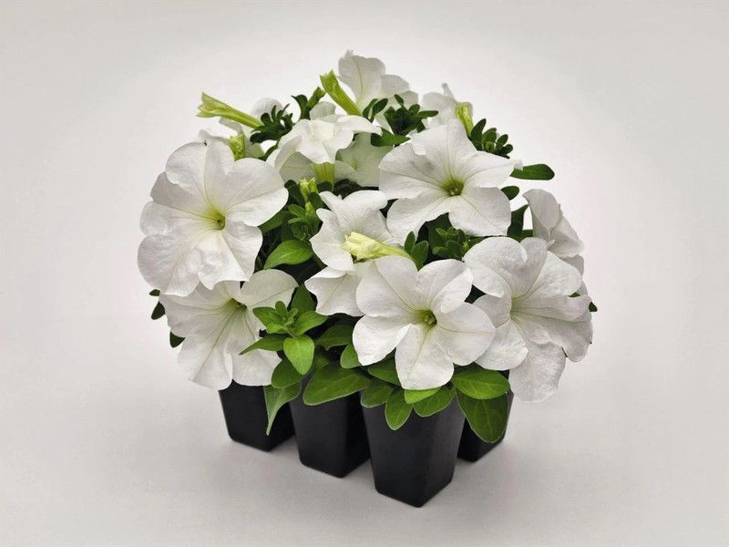 WHADE Petunia Success 360° White Flower Seed  (70 per packet)