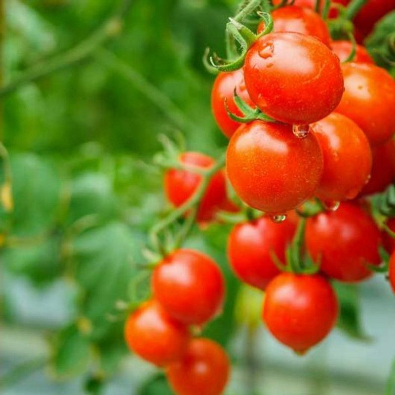 Nodoc Organic Cherry tomato Seed  (28 per packet)