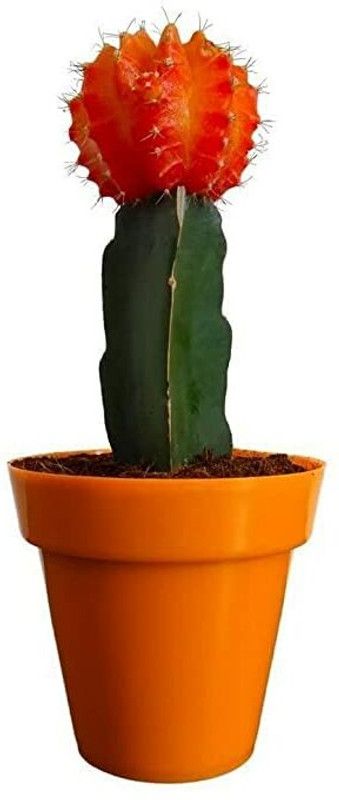 Bloom And Grow Moon Cactus Plant  (Pack of 1)