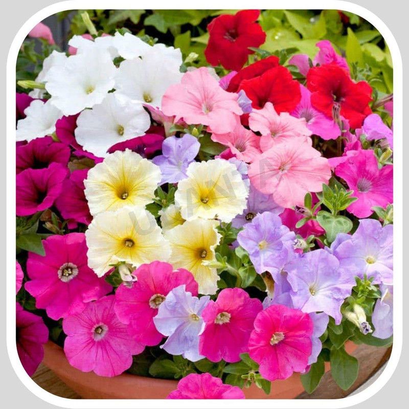 ario Petunia-Star Mixed Flower Seed  (26 per packet)