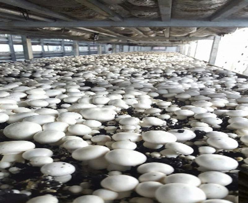 PMB Organic mushroom herb Seed  (29 per packet)