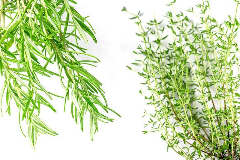 Paudha Thyme Herb Seed  (15 per packet)