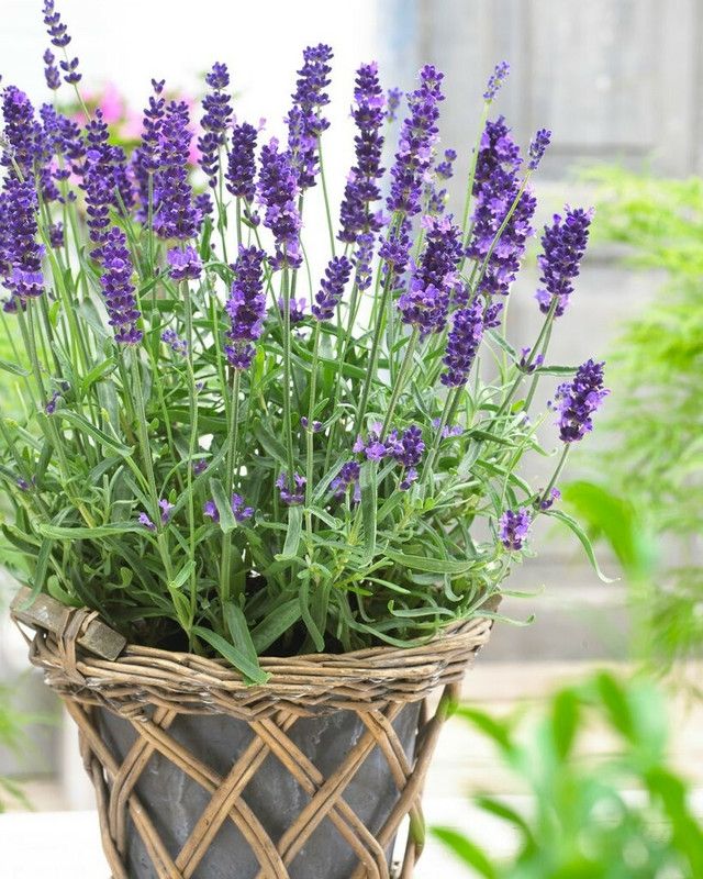 XOLDA Organic lavender herb Seed  (38 per packet)