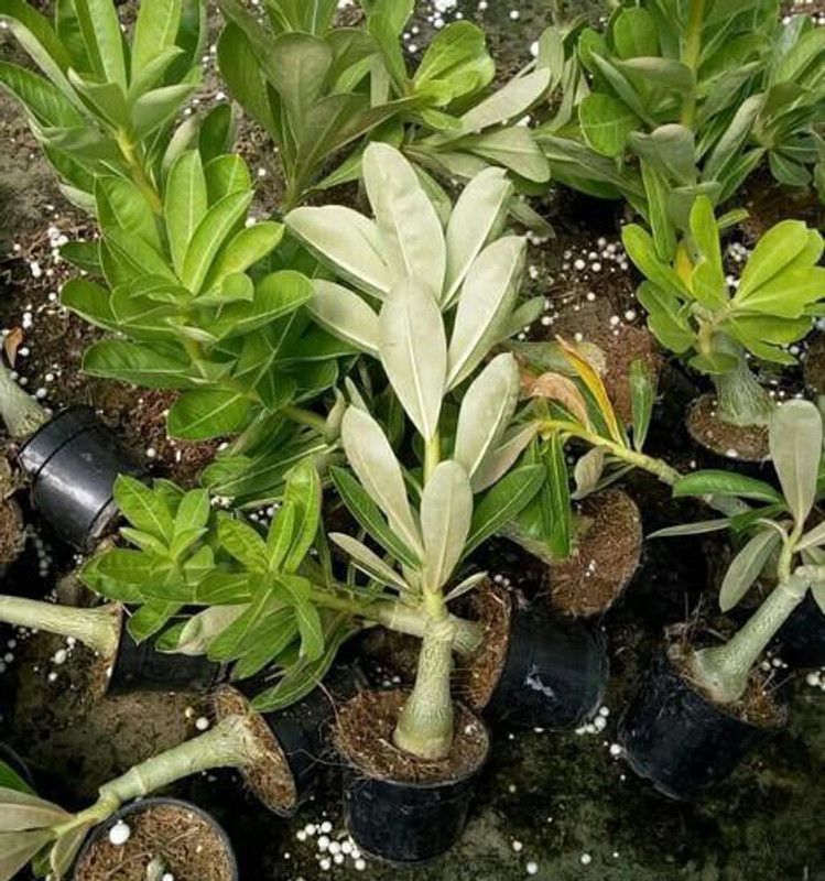 Roy plant Bazar Adenium Plant  (Hybrid, Pack of 1)
