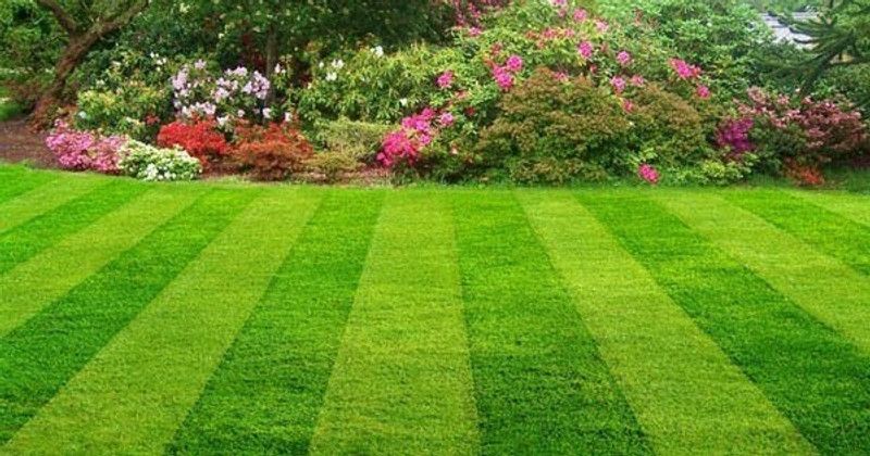 Mozette Exotic lawngrass Seed  (39 per packet)