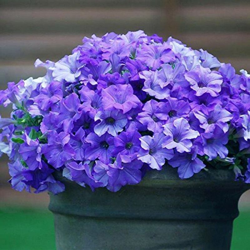 ario Petunia-Star Mixed Flower Seed  (108 per packet)