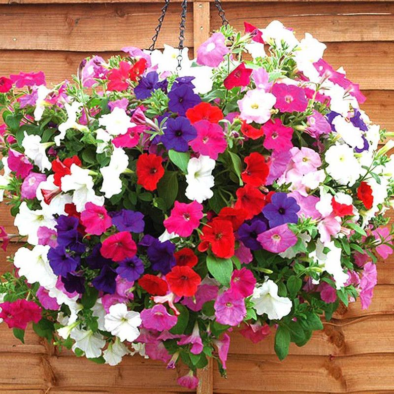 ario Petunia Mixed Flower Seed  (72 per packet)