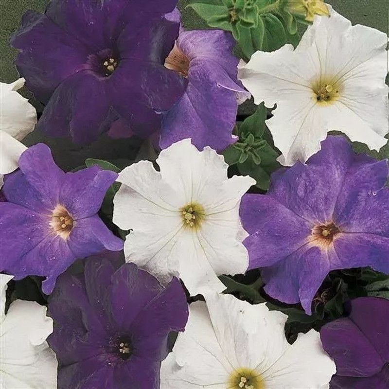 WHADE Waterfall Mixture Petunia Seed  (70 per packet)