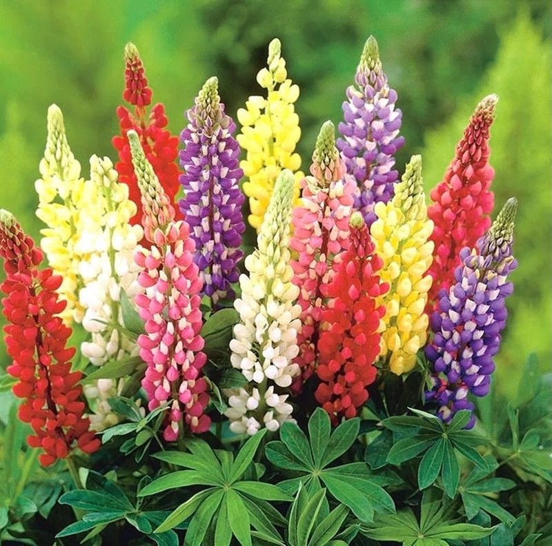 CWAN Perennial Garden Lupine - Flowers Blend Seed  (30 per packet)