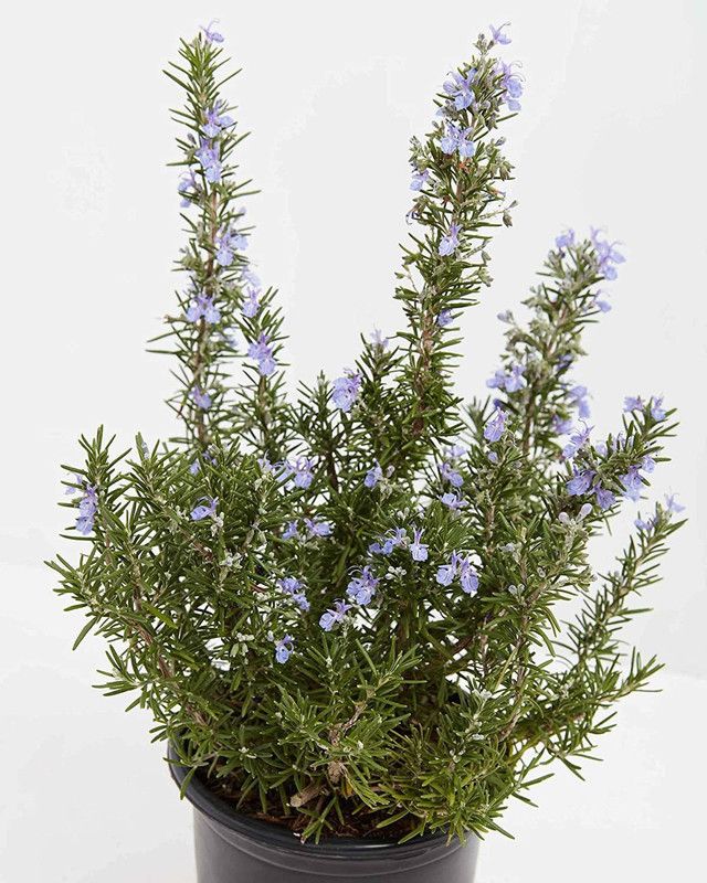 CYBEXIS XLL-35 - Rosemary Tuscan Blue - (250 Seeds) Seed  (250 per packet)