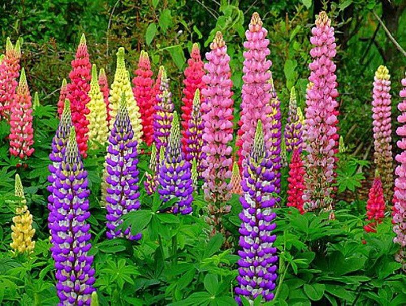 CWAN Lupine Mix of colors Lupinus Polyphyllus Flower Seed  (50 per packet)