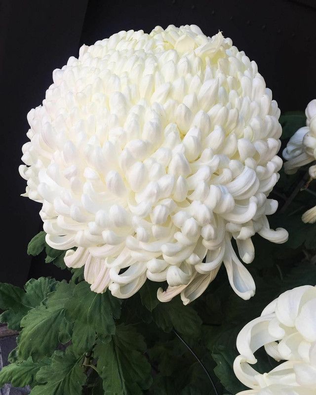 Mozette Exotic chrysanthemum white Seed  (45 per packet)