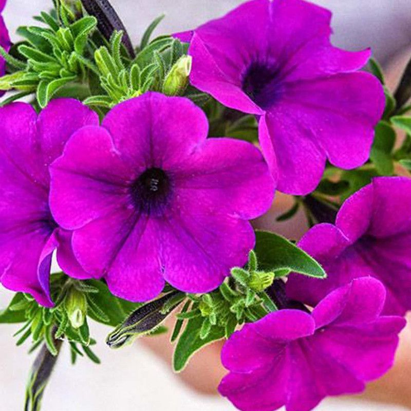ario Petunia Garden Mixed Flower Seed  (18 per packet)